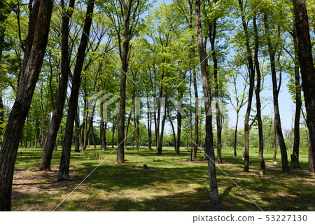 森林公園 森林公園 53227130