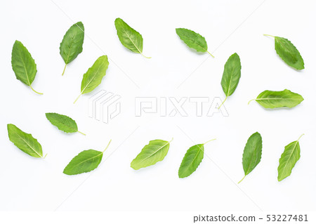 Holy basil leaves on white Holy basil leaves on white 53227481