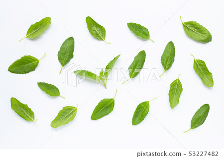 Holy basil leaves on white Holy basil leaves on white 53227482