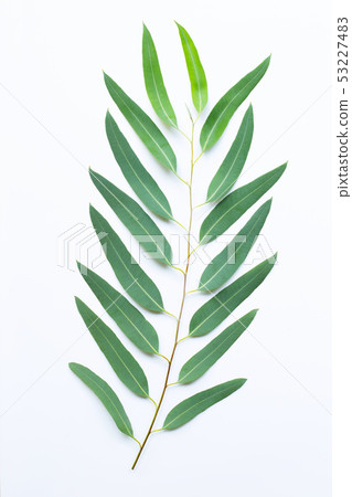 Eucalyptus branch on white Eucalyptus branch on white 53227483