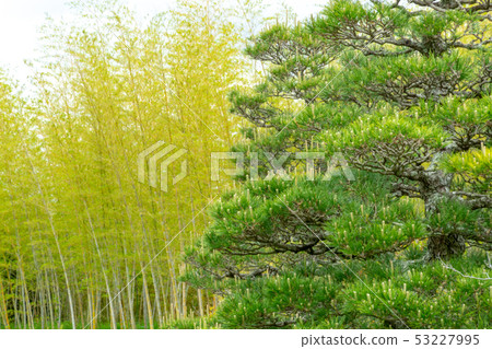 Fresh green pine and bamboo forest Fresh green pine and bamboo forest 53227995