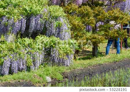 Tonose Fuji no Sato Tonose Fuji no Sato 53228191