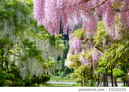 Tonose Fuji no Sato 53228220