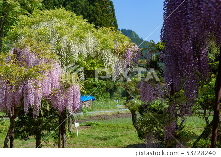 Tonose Fuji no Sato 53228240