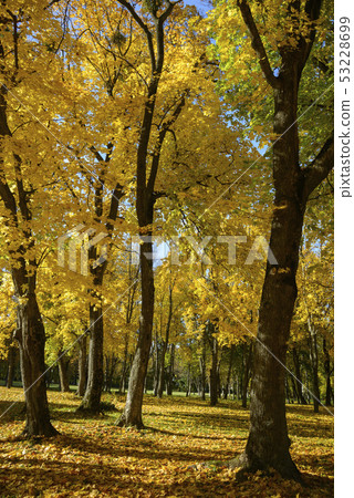 Maple woods in autumn 53228699
