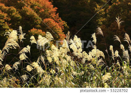 Autumn leaves and autumn leaves 53228702