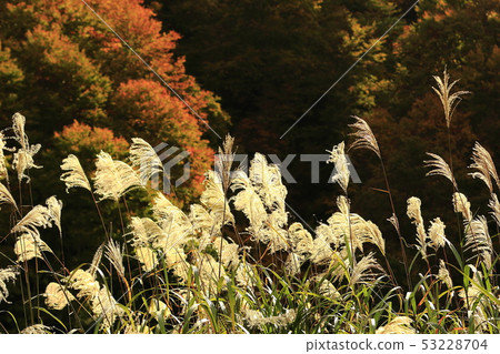 Autumn leaves and autumn leaves 53228704