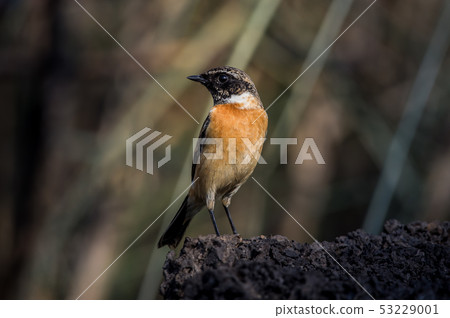 Eastern Stonechat (Saxicola rubicola) Eastern Stonechat (Saxicola rubicola) 53229001