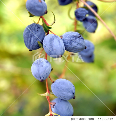 十大功勞果 十大功勞果 53229256