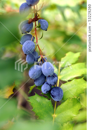 Mahonia japonica fruit 53229260