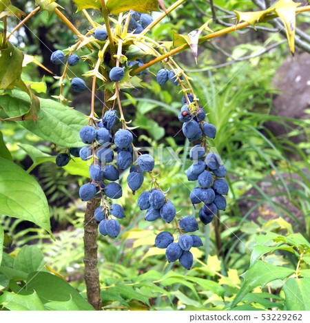 十大功勞果 十大功勞果 53229262