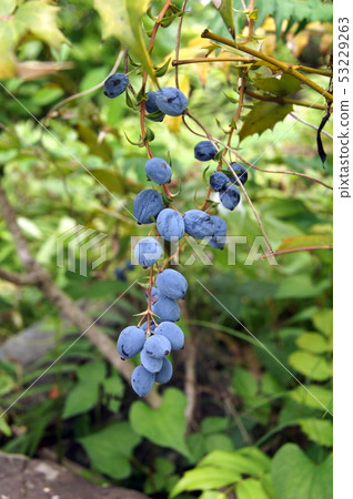 十大功勞果 十大功勞果 53229263