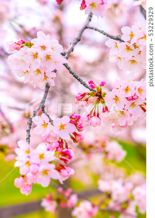 Cherry blossoms, Sakura at Kawai Sports Square in Ono City, Hyogo Prefecture (Ono City, Hyogo Prefecture) 53229329