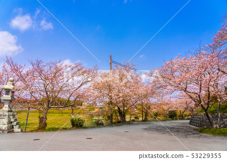 櫻花盛開!春季國土寶堂寺(兵庫縣小野市中谷町)*照片在註釋框中 櫻花盛開!春季國土寶堂寺(兵庫縣小野市中谷町)*照片在註釋框中 53229355