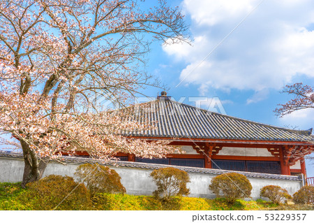 櫻花盛開！國寶，春天的堂堂，堂堂（兵庫縣大野市城谷町） 53229357
