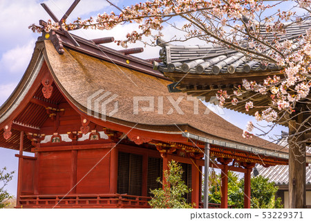 The cherry blossoms bloom! National treasure, Jodo-ji Temple in spring, Hachiman Shrine (Joya-cho, Ono City, Hyogo Prefecture) *Photo location in comment box 53229371