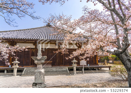 櫻花盛開！國寶，春天的道堂寺，八久堂（兵庫縣小野市城谷町）*照片在註釋框中的位置 53229374