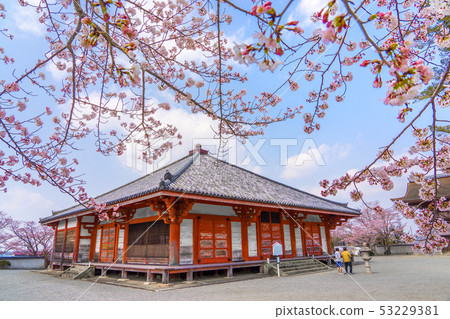 櫻花盛開！國寶，春季的淨土寺，淨土寺（阿彌陀寺）（兵庫縣大野市淨谷町） 53229381