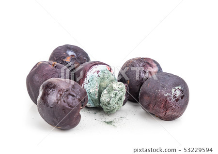 Closeup on rotten and moldy red plum fruits 53229594