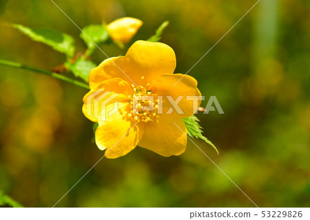 Yamaboki花 Yamaboki花 53229826