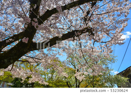 Cherry blossom in Kyoto, Japan Cherry blossom in Kyoto, Japan 53230624