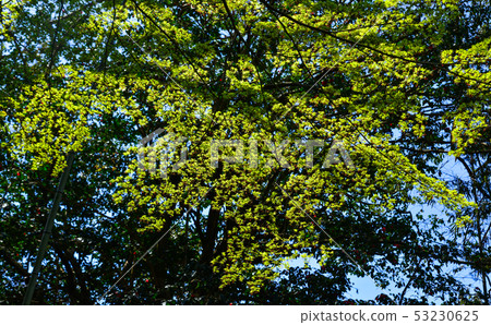 Green maple leaves on the tree Green maple leaves on the tree 53230625