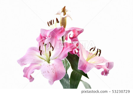 Oriental lily of the white background Oriental lily of the white background 53230729