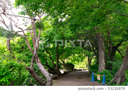 Juvenile garden of fresh green 53230879