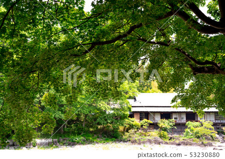 Juvenile garden of fresh green 53230880