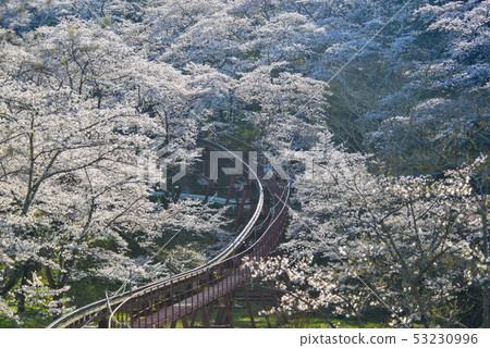 Cherry blossom with slope car track Cherry blossom with slope car track 53230996