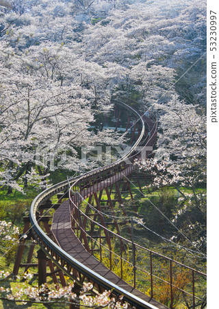 Cherry blossom with slope car track Cherry blossom with slope car track 53230997