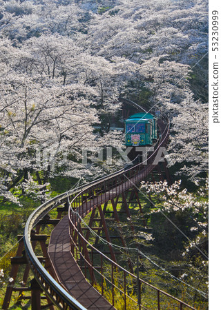 Slope car passing Sakura Tunnel Slope car passing Sakura Tunnel 53230999