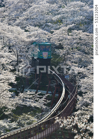 Slope car passing Sakura Tunnel Slope car passing Sakura Tunnel 53231004