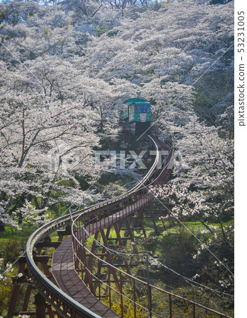 Slope car passing Sakura Tunnel Slope car passing Sakura Tunnel 53231005