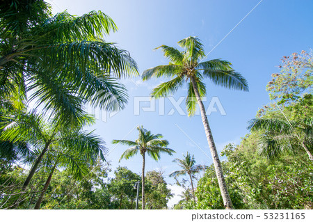 Summer sky with blue sky and sun Abstract trees and palm trees Summer sky with blue sky and sun Abstract trees and palm trees 53231165