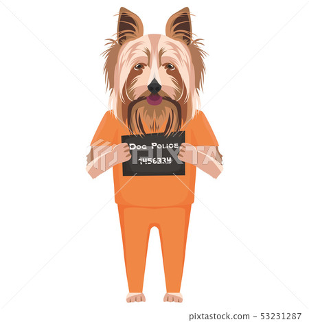 Mugshot prison clothes dog  Yorkshire Terrier 53231287