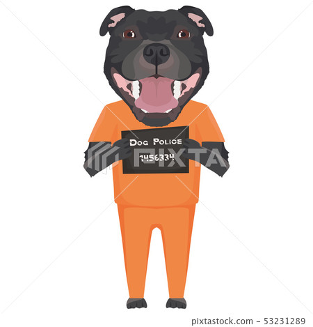 Mugshot prison clothes dog  Staffordshire Bull 53231289