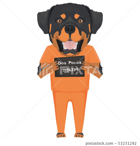clothes for rottweiler