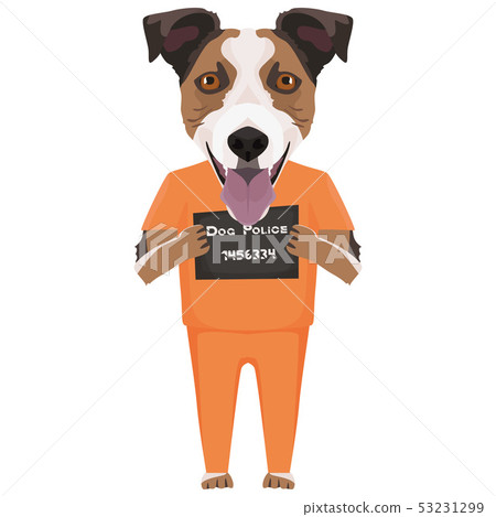 Jack russell terrier on sale clothes