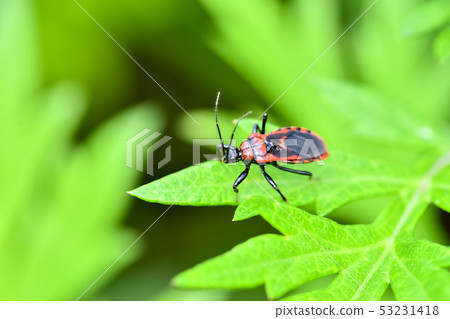 red striped tortoise red striped tortoise 53231418