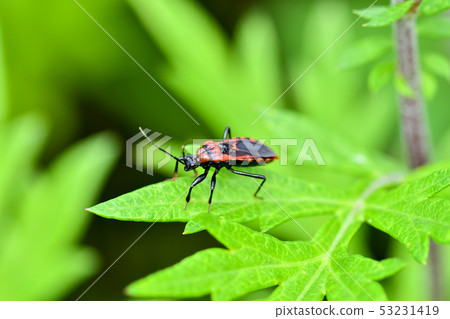 red striped tortoise red striped tortoise 53231419