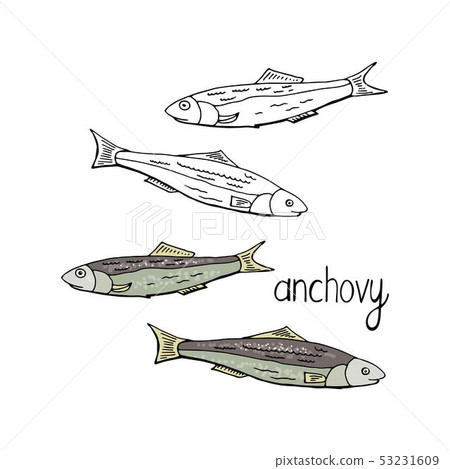 Hand drawn fish anchovy black and white and color Hand drawn fish anchovy black and white and color 53231609
