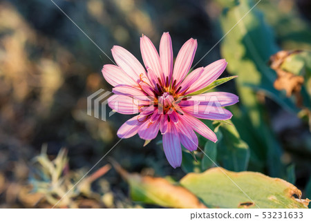 Close up beautiful pink flower of Tragopogon marginifolius Close up beautiful pink flower of Tragopogon marginifolius 53231633