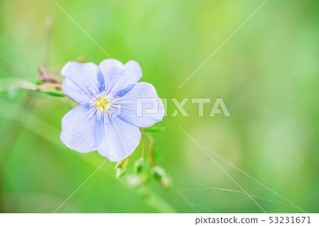 Close up beautiful blue flower of flax blooming in field 53231671