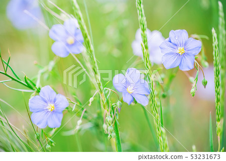 Close up beautiful blue flowers of flax blooming in field 53231673
