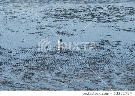 海鷗 53231794