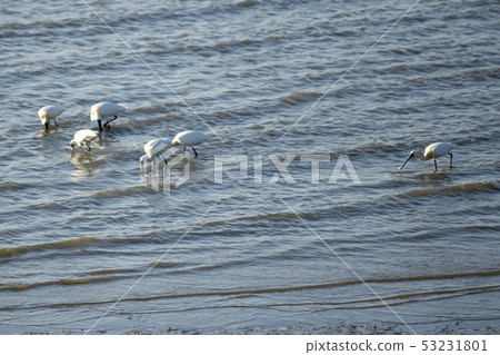 Spoonbill, Siheung, Gyeonggi-do 53231801