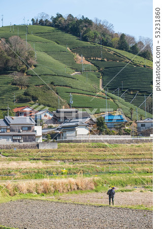 Tea fields in Wazuka-cho, Kyoto Prefecture Uji tea Matcha green tea Green tea April 2019 Tea fields in Wazuka-cho, Kyoto Prefecture Uji tea Matcha green tea Green tea April 2019 53231860