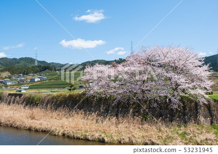Tea fields and cherry blossoms in Watsuka-cho, Kyoto Prefecture Spring green tea Matcha green tea Somei Yoshino Tea fields and cherry blossoms in Watsuka-cho, Kyoto Prefecture Spring green tea Matcha green tea Somei Yoshino 53231945