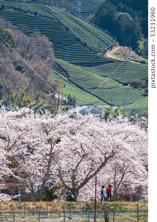 京都府Watsuka-cho的茶園和櫻花春天綠茶抹茶綠茶Somei Yoshino 京都府Watsuka-cho的茶園和櫻花春天綠茶抹茶綠茶Somei Yoshino 53231960